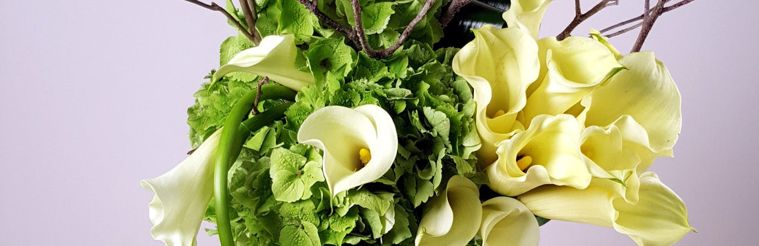 Classic Beauty: The Calla Lily