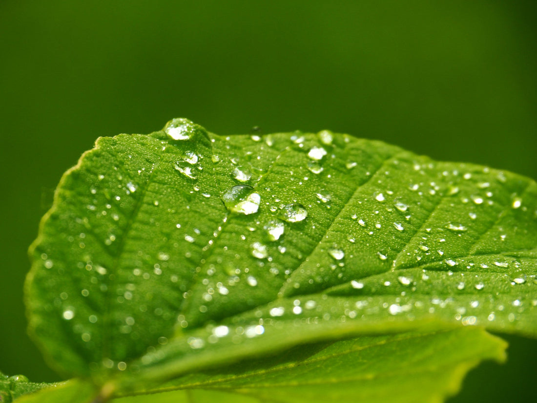 Going Green for Spring