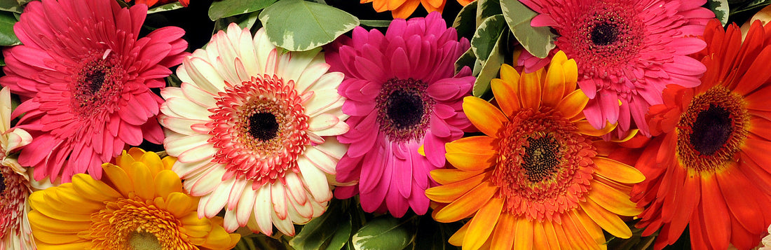 Celebrate National Friendship Day this Sunday, August 2nd!