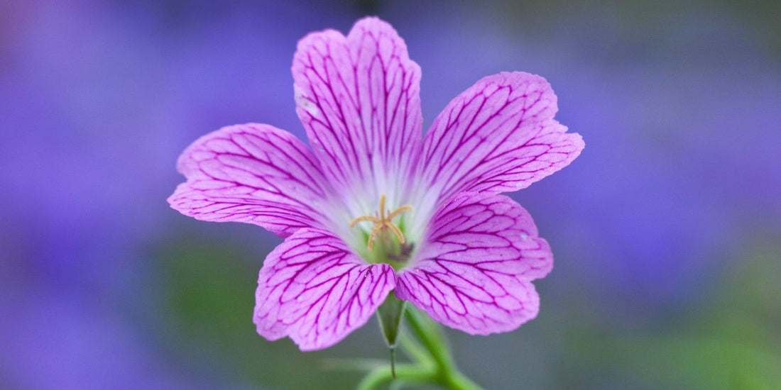 Flower Care Tips