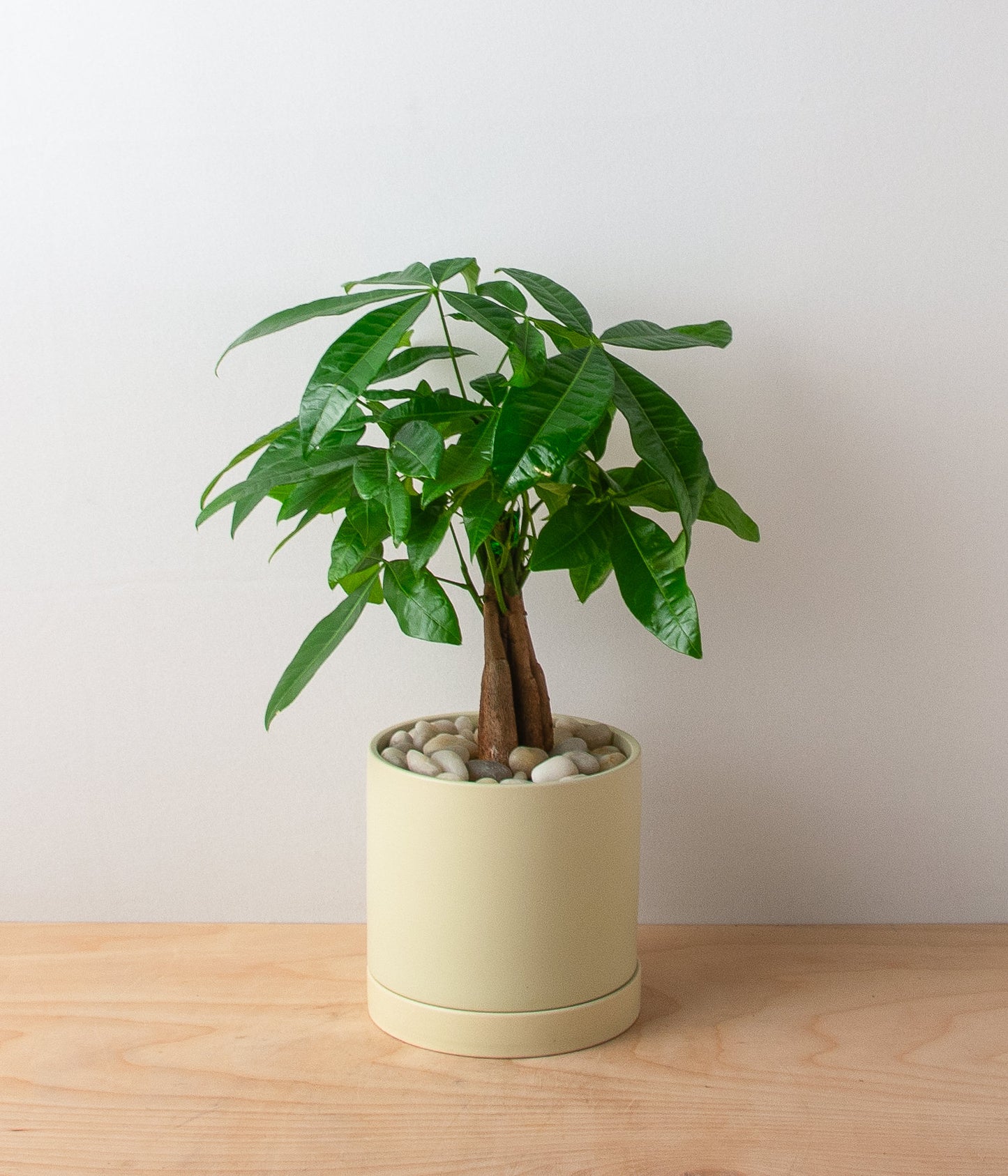 Money Tree