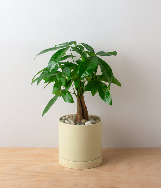 Money Tree